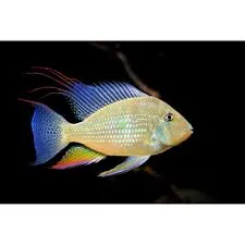acarichthys heckelii 4-4.5cm