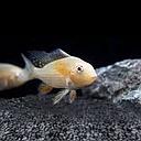 acarichthys heckelii albino 4-4.5cm