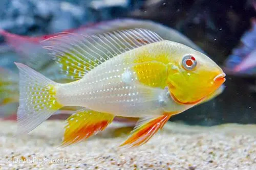 acarichthys heckelii albino 4-4.5cm