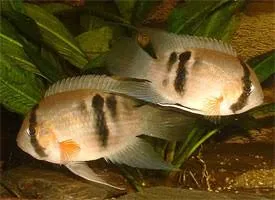 aequidens maroni 4-5cm