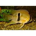 aequidens maroni 4-5cm