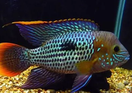 aequidens rivulatus - green terror 4.5-5cm