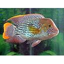 aequidens rivulatus - green terror 4.5-5cm