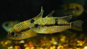 aequidens superomaculatum 4-5cm