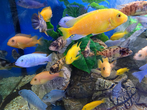african cichlid mix 10-12cm