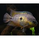 amatitlania myrnae 4-4.5cm