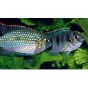 anomalochromis thomasi 2.5-3cm