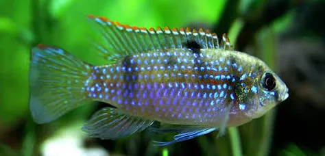 anomalochromis thomasi 2.5-3cm