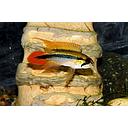 apistogramma agassisi 3-3.5cm