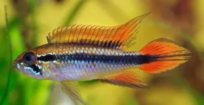 apistogramma agassisi 3cm