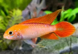 apistogramma agassisi fire red 3.5-4cm