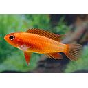 apistogramma agassisi fire red 3.5-4cm