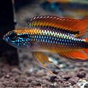 apistogramma agassizi double red 3.5-4cm