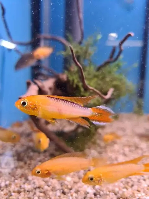 apistogramma agassizii gold red 4cm
