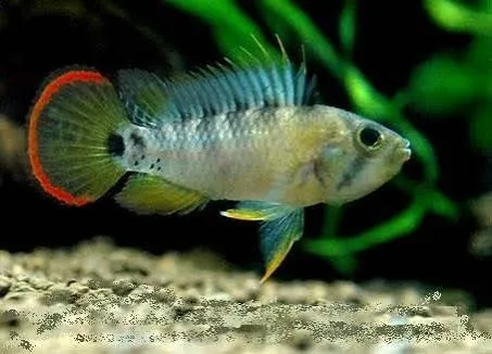 apistogramma baenshi inca 3.5-4cm