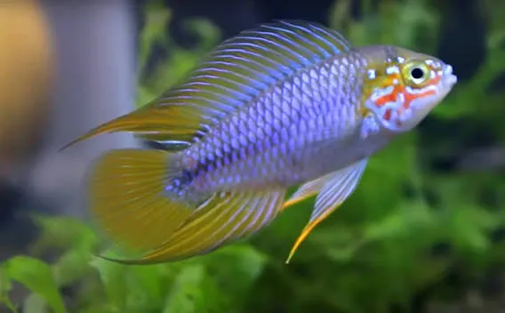 apistogramma borelli 3-4cm