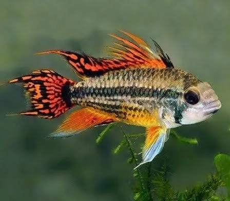 apistogramma cacatuoides double red 2-3cm