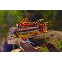 apistogramma cacatuoides double red 3-4cm