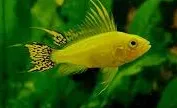 apistogramma cacatuoides lemon 2.5cm