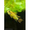 apistogramma cacatuoides lemon 2.5cm