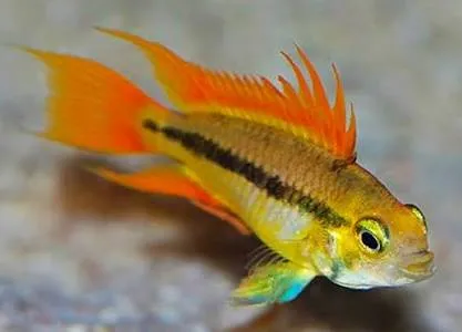 apistogramma cacatuoides orange 4cm