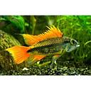 apistogramma cacatuoides orange 4cm
