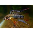 apistogramma D24 2.5-3.5cm