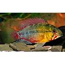 apistogramma hongsloi 4cm