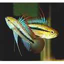 apistogramma trifasciata 2.5-3.5cm