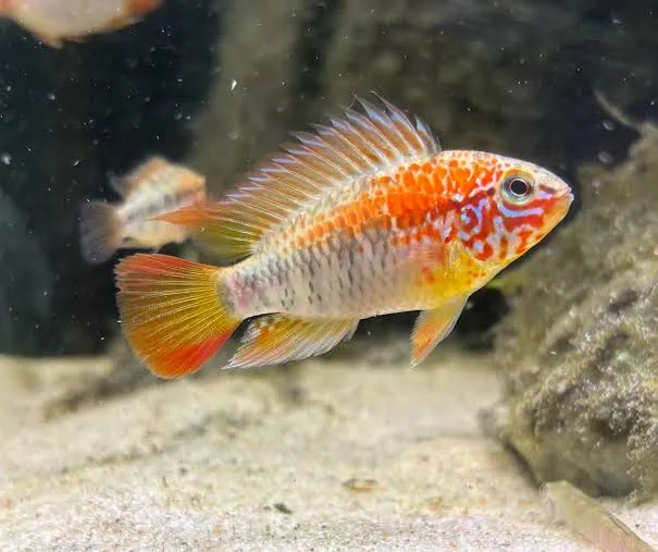apistogramma viejita 3cm