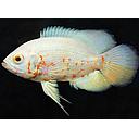 astronotus ocellatus albino 5cm