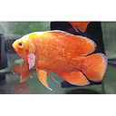 astronotus ocellatus chilli red 7.5cm