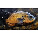 astronotus ocellatus copper 7.5cm