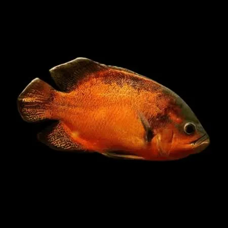 astronotus ocellatus copper 7.5cm