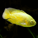astronotus ocellatus lemon 7.5cm