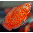 astronotus ocellatus red nemo 7.5cm