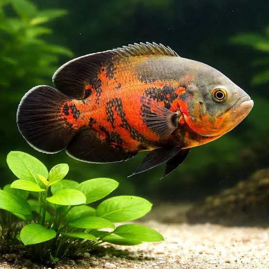 astronotus ocellatus red tiger 5cm