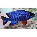 aulonocara cobue 7cm