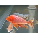 aulonocara dragon blood 3.5-4cm