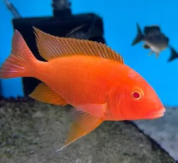 aulonocara fire red albino 3-4cm