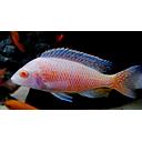 aulonocara fire red albino 3-4cm