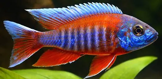 aulonocara jacobfreibergi 5-5.5cm