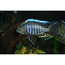 aulonocara kandeensis 4-4.5cm