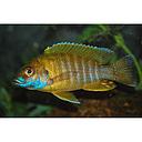 aulonocara maleri 4-5cm