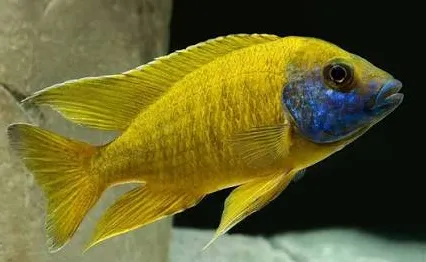 aulonocara maleri 4-5cm