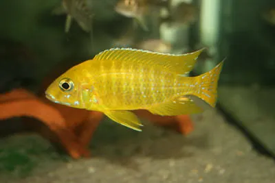 aulonocara maleri gold 4-5cm