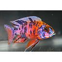 aulonocara ob marbled peacock 4-5cm