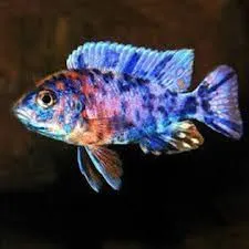 aulonocara ob marbled peacock 4-5cm