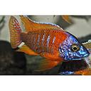 aulonocara rubin red 4-5cm