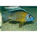 aulonocara steveni 4-5cm